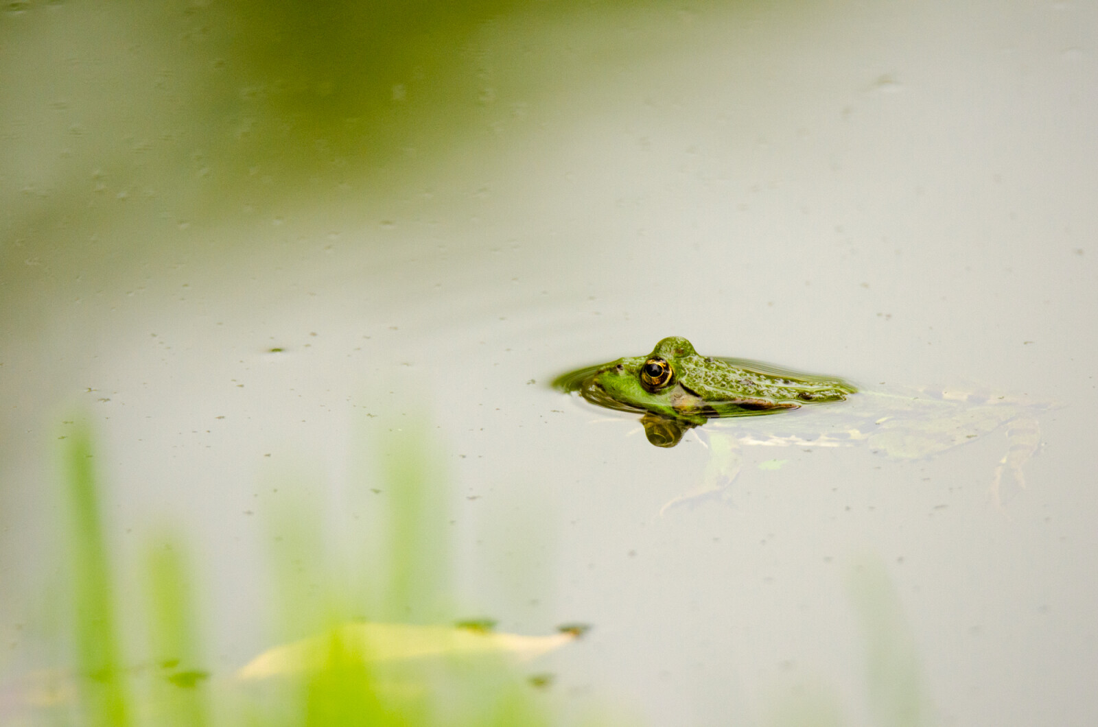 Grenouille verte