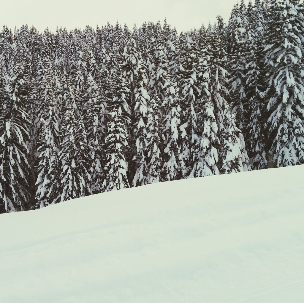 Snowy fir